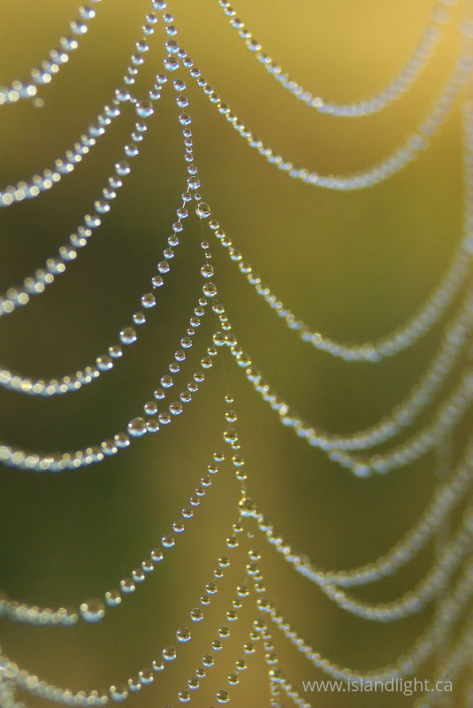 Dew Drops -   photo