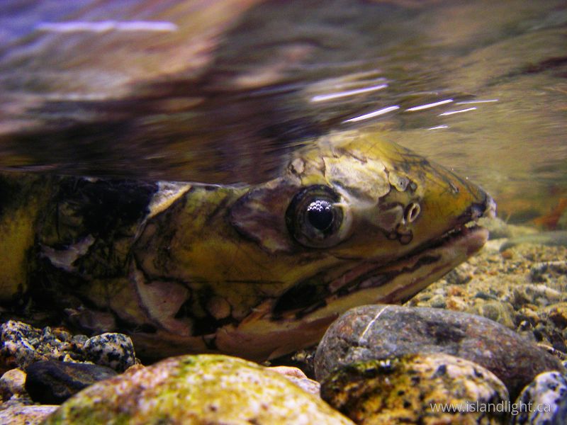   Salmon photo