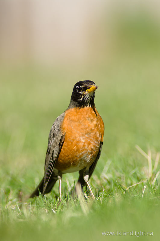 American Robin -   photo