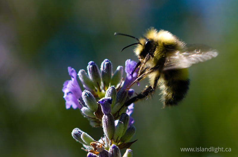   Bee photo