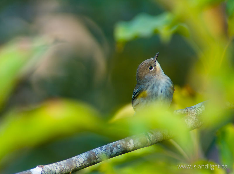   Warbler photo