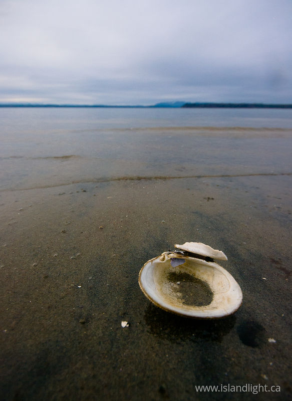 Lone Calm Shell -   photo