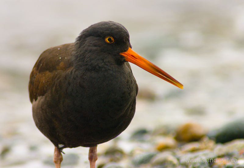   Oystercatcher photo