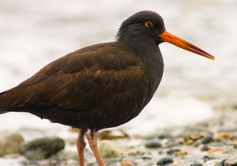 Black Oystercatcher -   photo