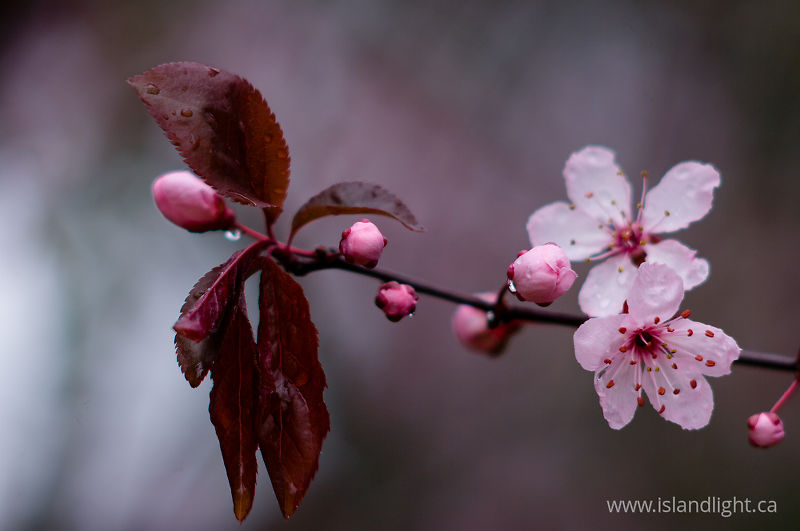   Flower photo