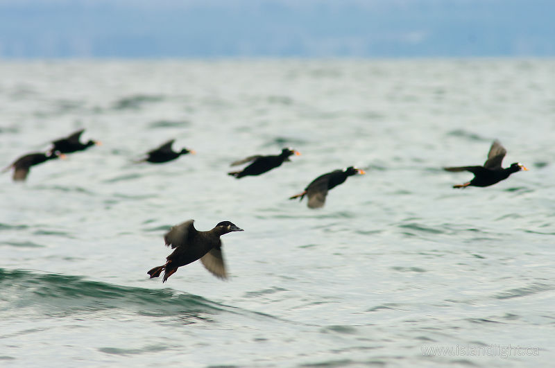   Scoter photo