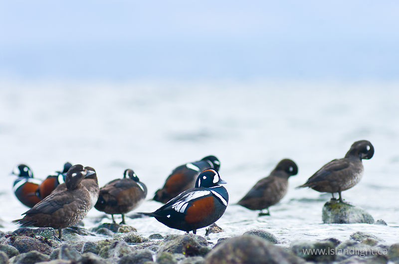 Harlequin Flock -   photo