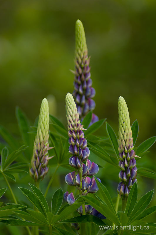   Flower photo