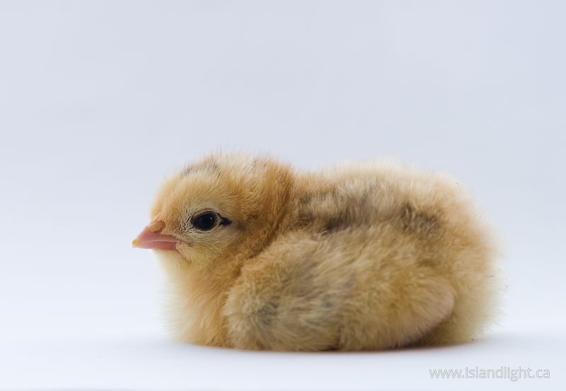   Baby Bird photo