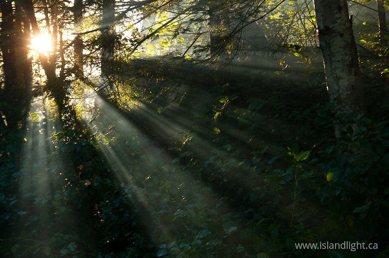 Forest Sunbeams 2 -   photo