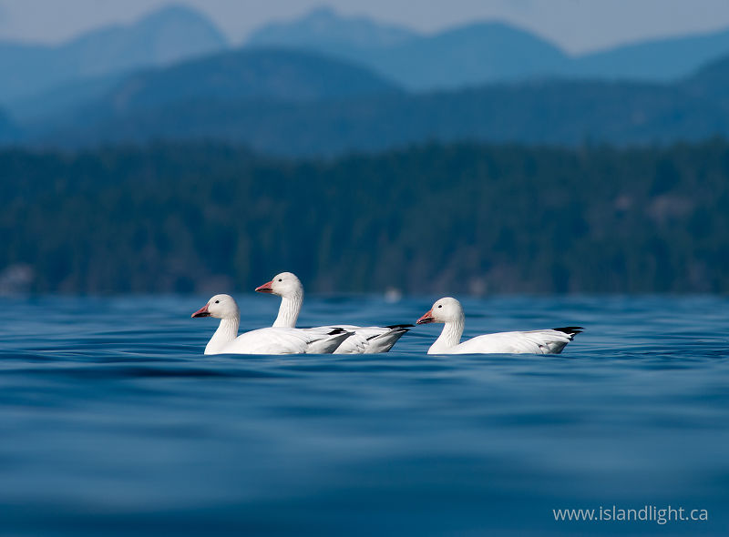 Chen Caerulescens -  Goose photo