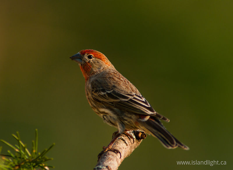Male House Finch -   photo
