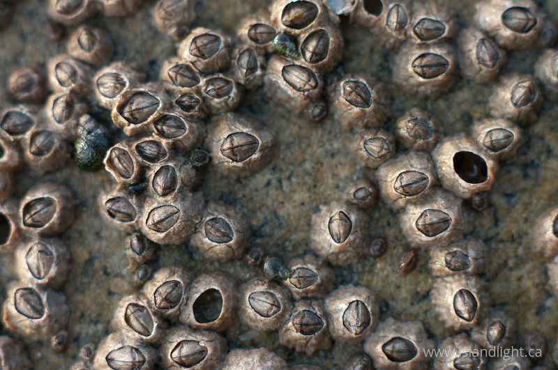 Barnicle Still Life -   photo