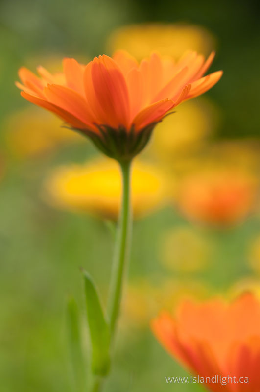   Flower photo