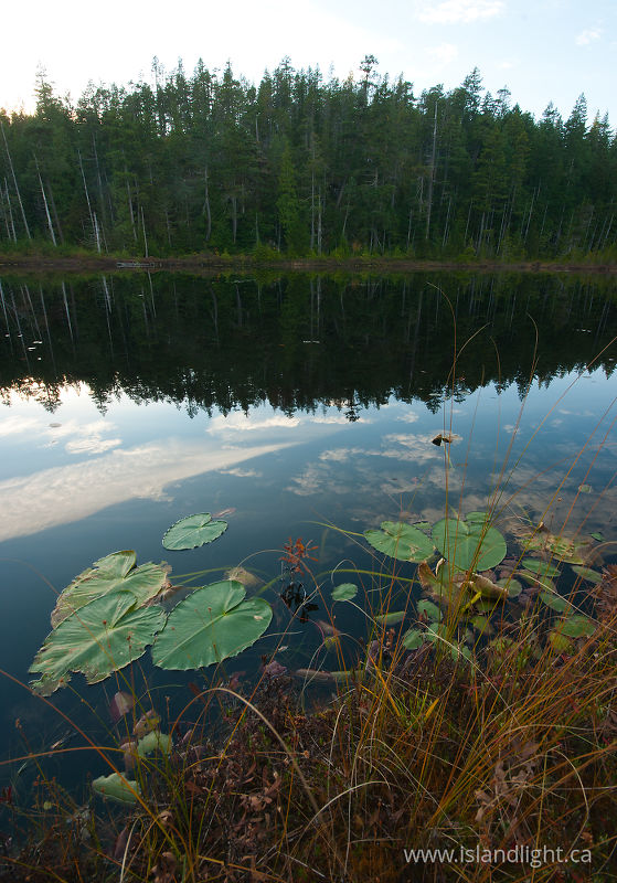 Lilies at Nutshell Lake -   photo