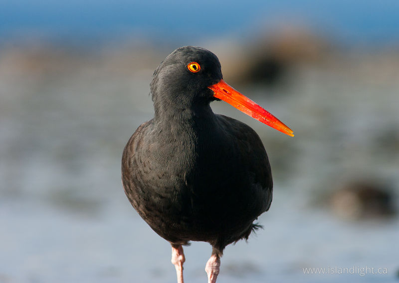   Oystercatcher photo
