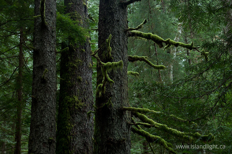 Old-growth Sitka Spruce - Cortes Island Forest photo
