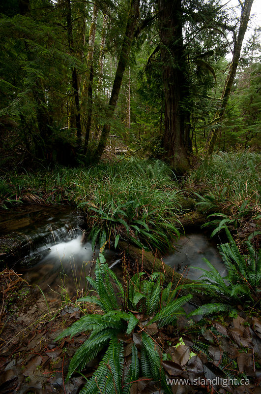 Deer Fern and Associates -   photo