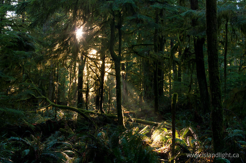   Forest photo