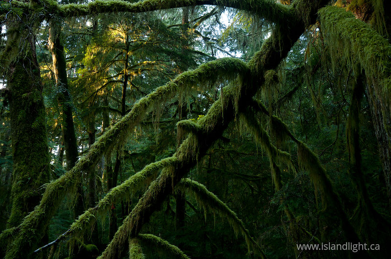 Lichen Heaven - Cortes Island Forest photo