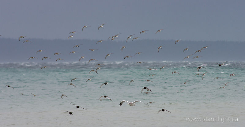 Oncoming Shorebirds - Cortes Island shorebird photo