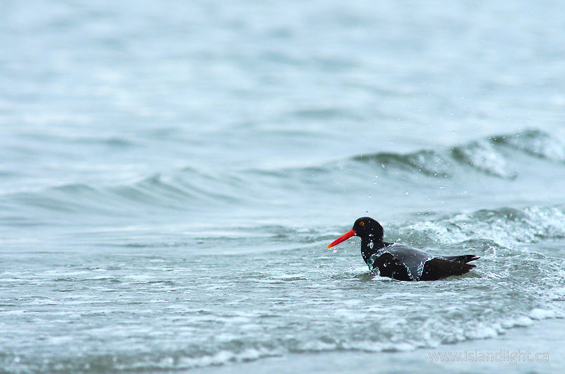   bird bathing photo