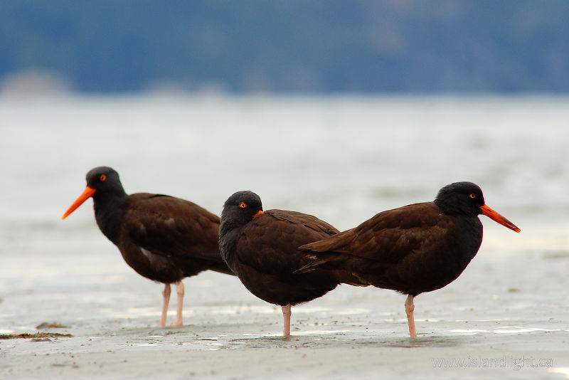   Oystercatcher photo