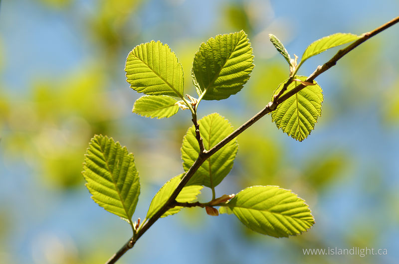   Alder Tree photo