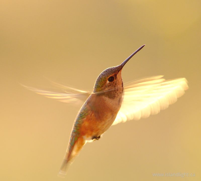   Hummingbird photo