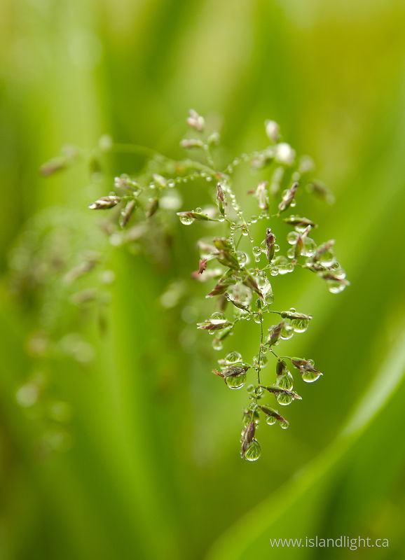   Grass photo