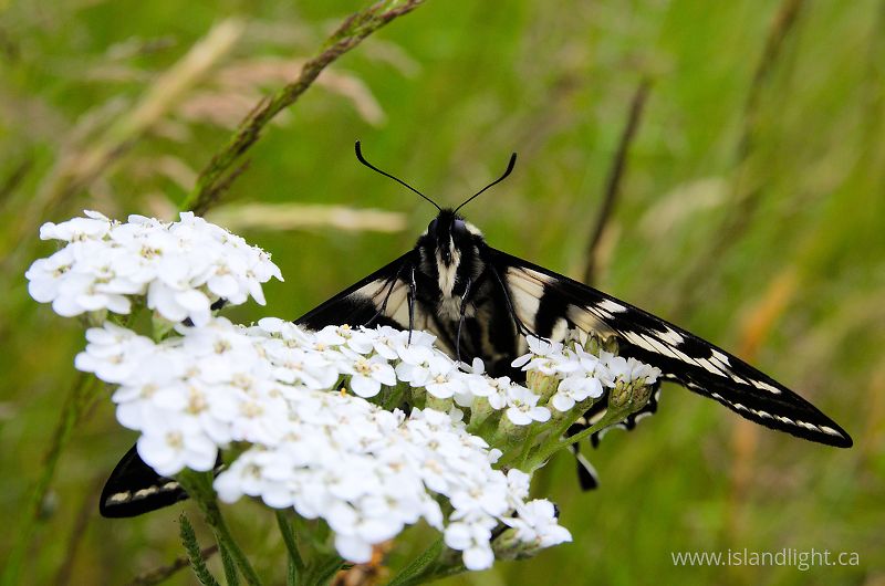   Butterfly photo