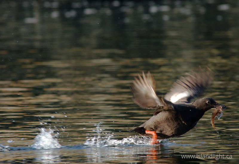 A Pigeon Guillemot Taking Off with a Fish - Mitlenatch Island Guillemot photo
