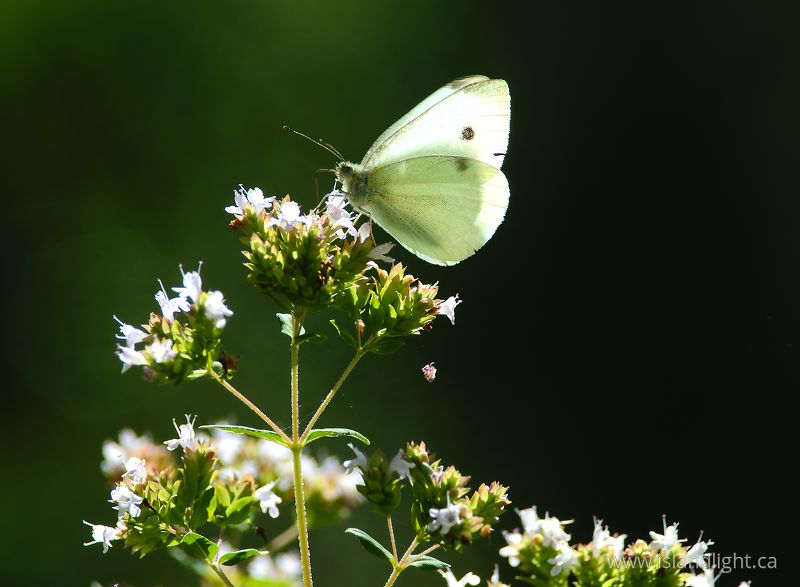   Butterfly photo