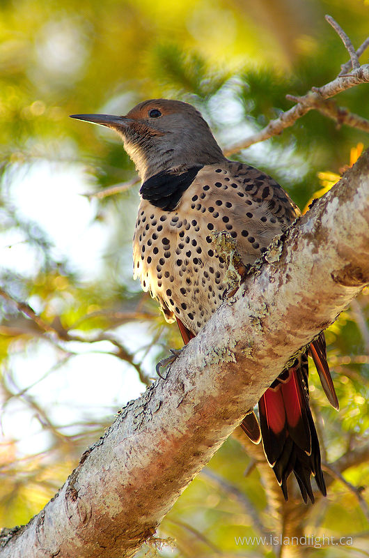 Slightly Out Of Focus Flicker Photo -   photo