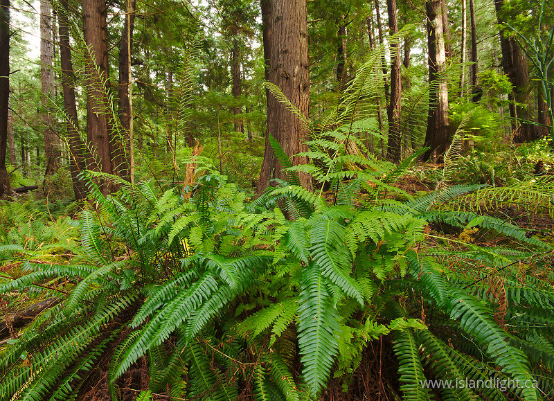 A Forest of Ferns - Cortes Island Fern photo
