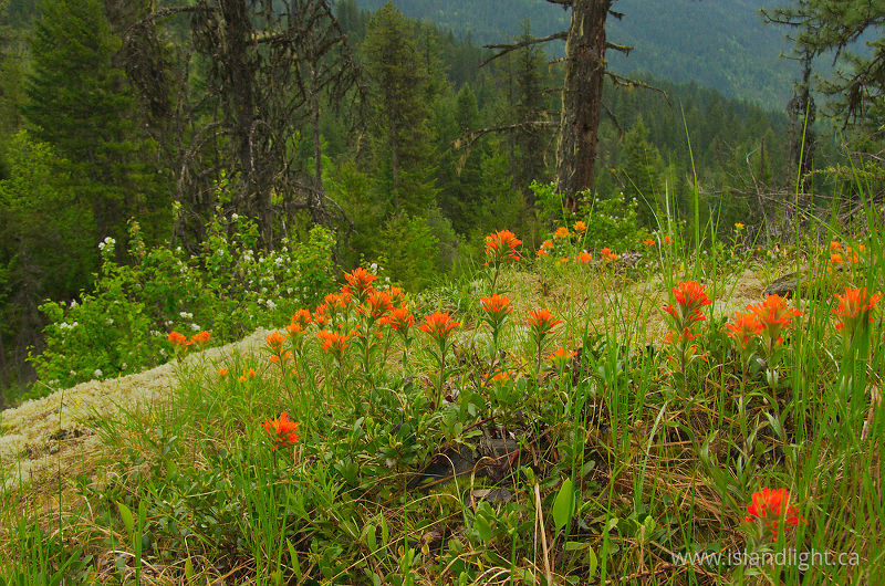 Indian Paintbrush - Slocan Valley Wildflower photo