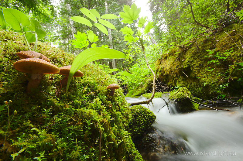Mushrooms by Climax Creek - Slocan Valley Creek photo