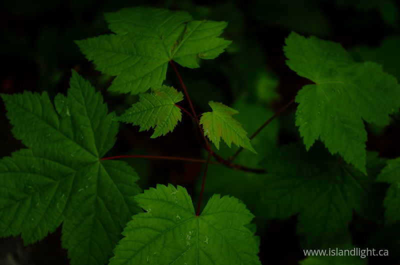 Young Maple Tree -  Maple Tree photo