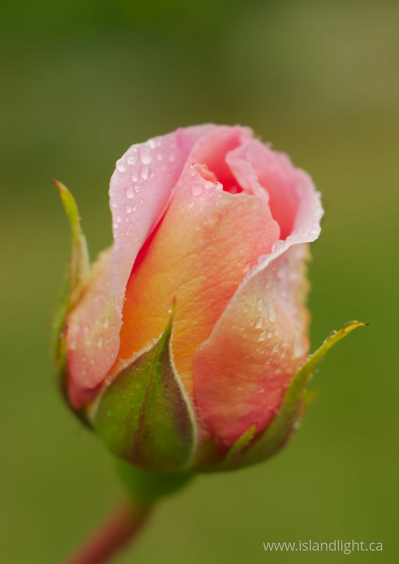   Rose photo