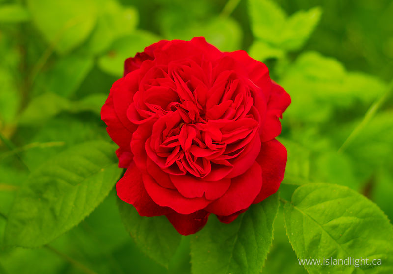   Flower photo