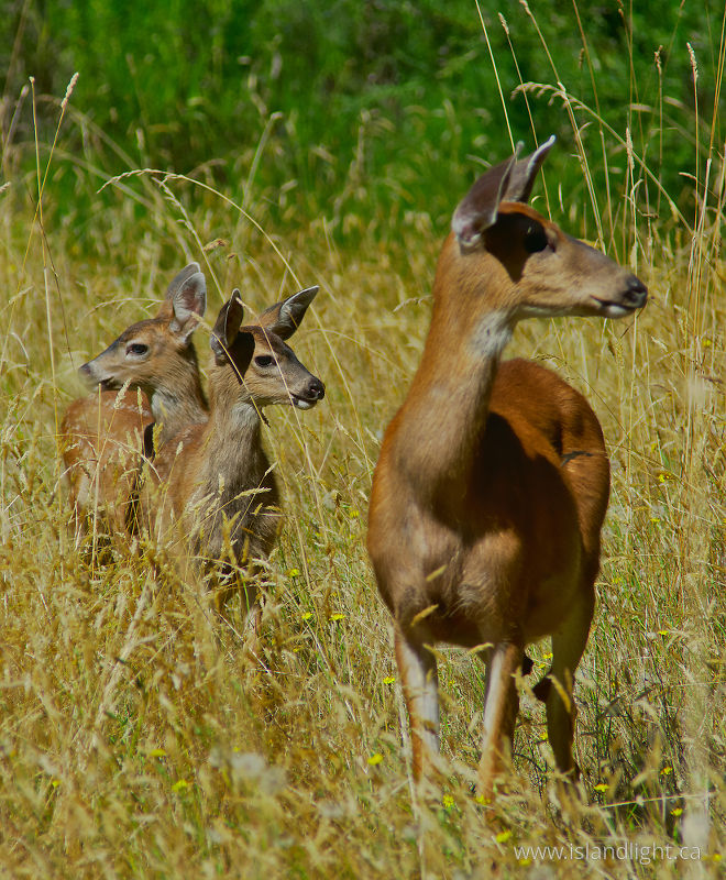   Deer Family photo