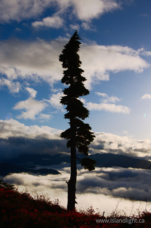 Way Up High on Mount Washington - Mount Washington Alpine photo