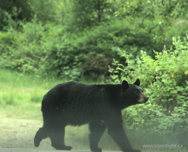   Bear photo