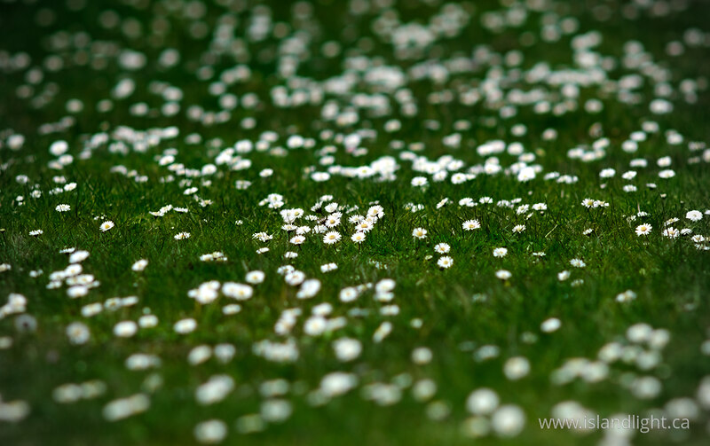   Flower photo