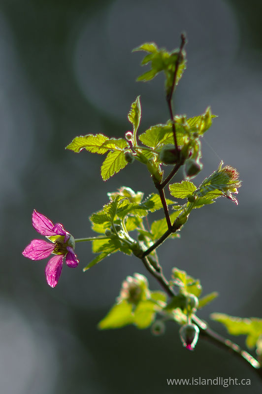   wildflower photo