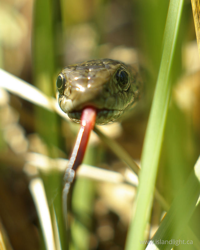   Snake photo