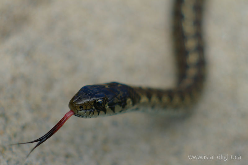   Snake photo
