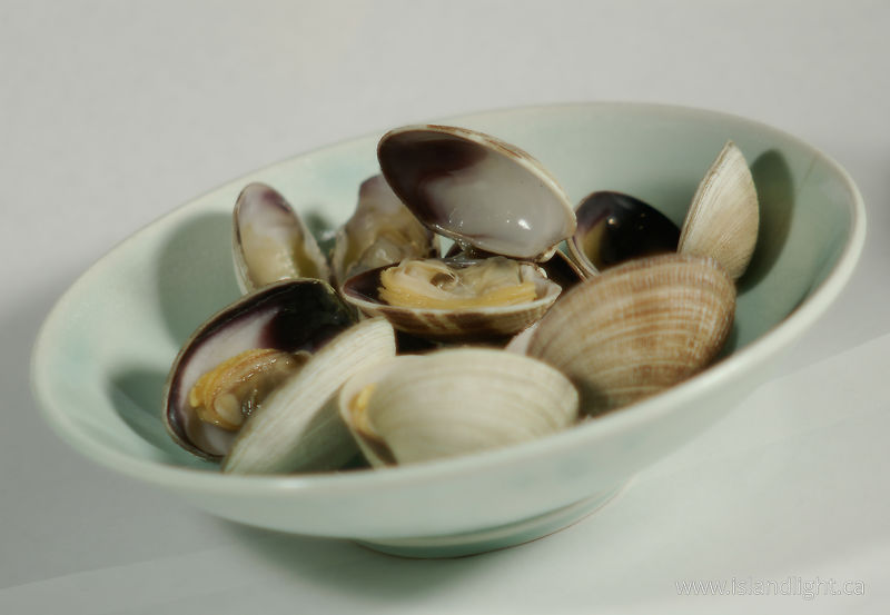   Butter clams photo
