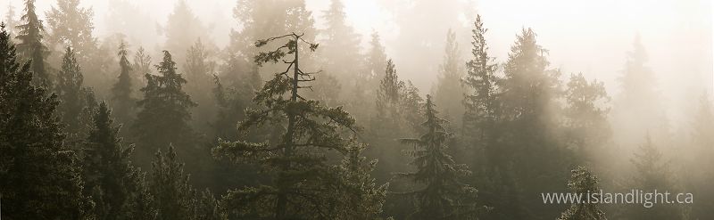  Forest photo