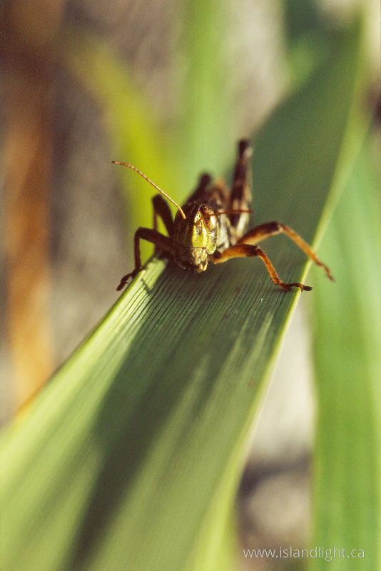   Grasshopper photo